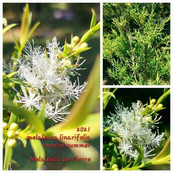 Melaleuca linariifolia Цвят