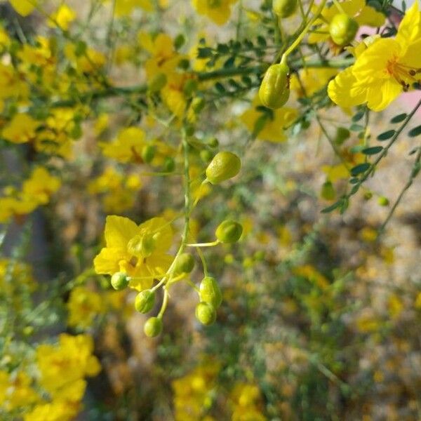 Parkinsonia aculeata Квітка