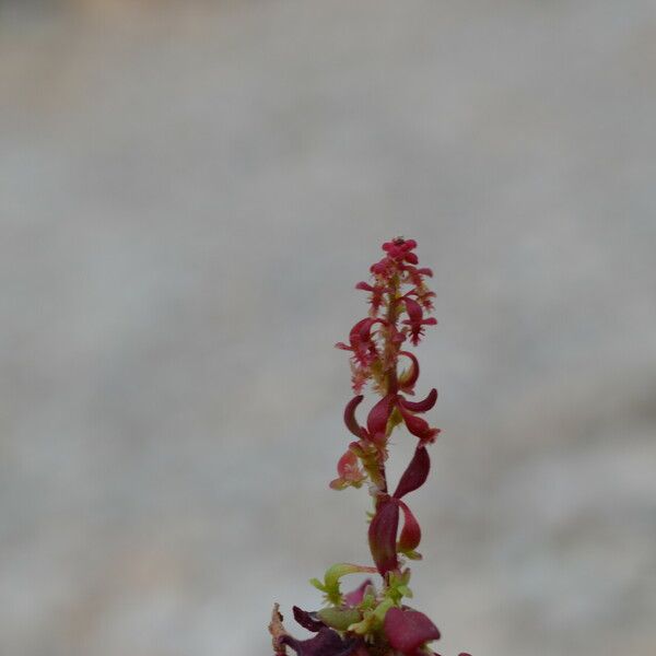 Rumex bucephalophorus 花