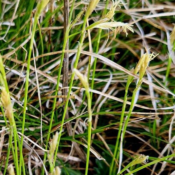 Carex alba Vekstform