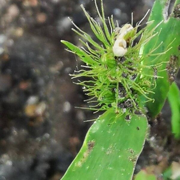 Setaria italica Flower