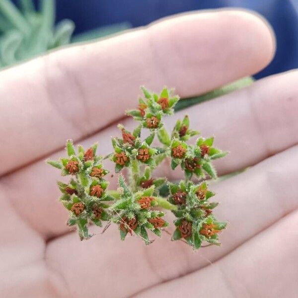 Crassula mesembryanthoides Lorea