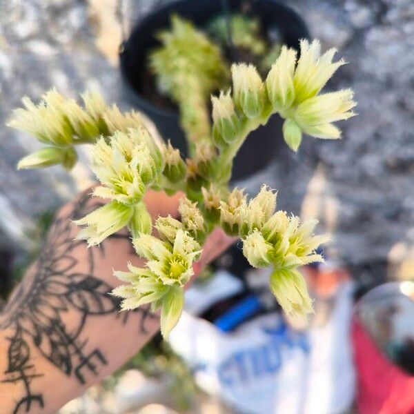 Sempervivum globiferum फूल