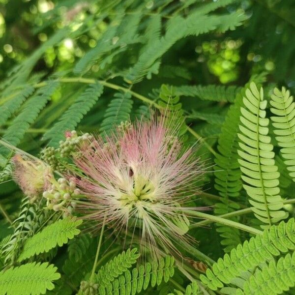 Albizia julibrissin Flower