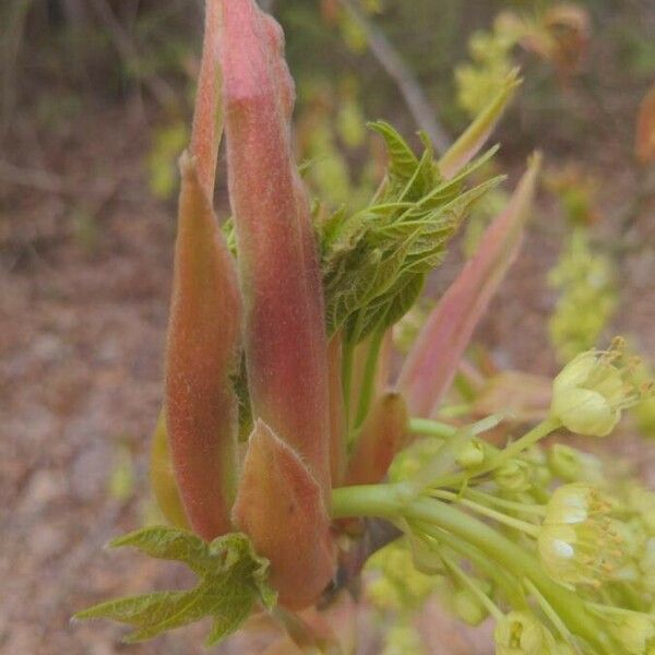 Acer macrophyllum Leaf