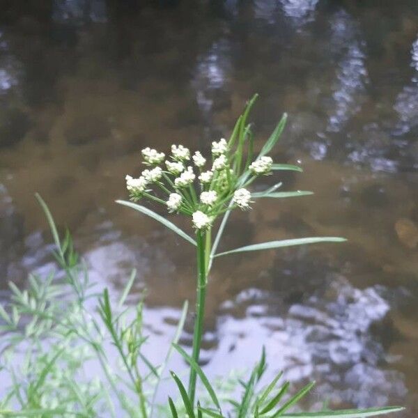 Cicuta virosa Blodyn