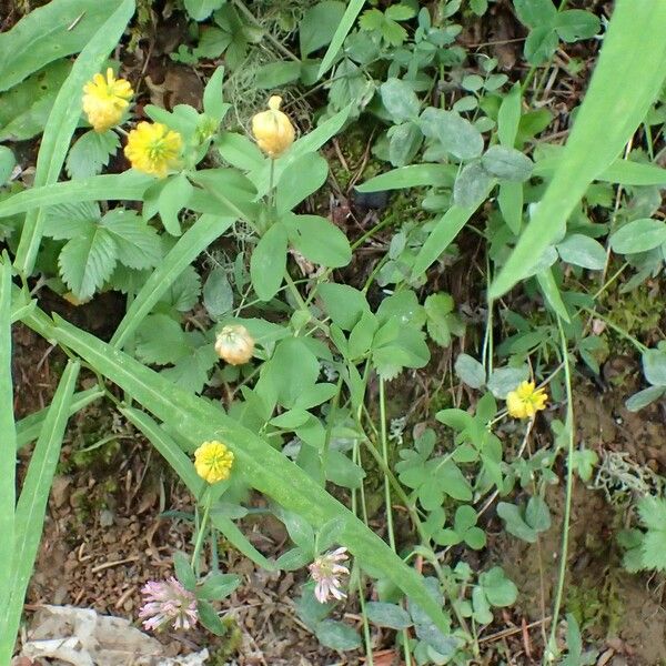 Trifolium aureum Агульны выгляд