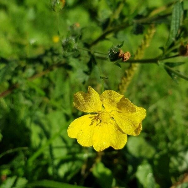 Potentilla norvegica Flower