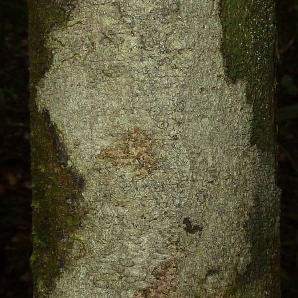 Licania hypoleuca Bark