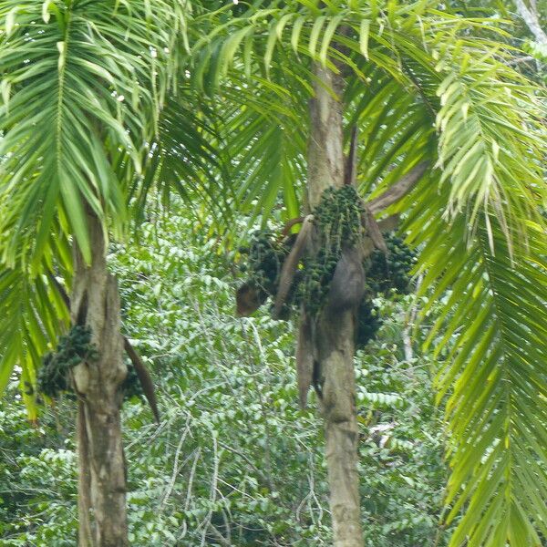 Bactris gasipaes Фрукт