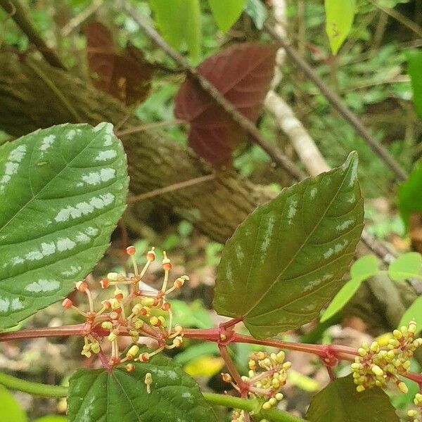 Cissus discolor पत्ता