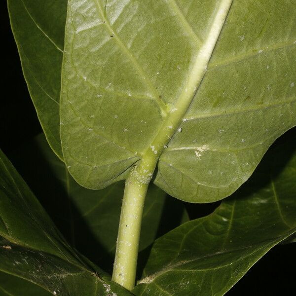 Calotropis procera Leht