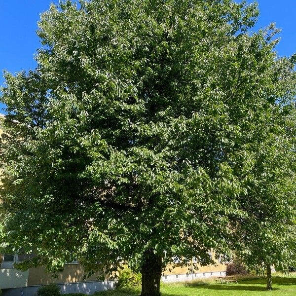 Prunus cerasus Хабит