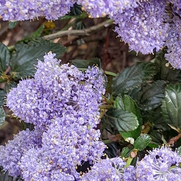 Ceanothus thyrsiflorus Blüte