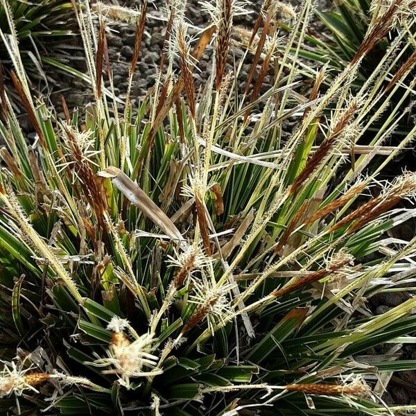 Carex caryophyllea Συνήθη χαρακτηριστικά