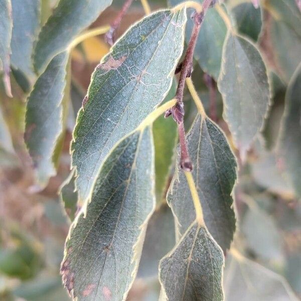 Celtis australis Leaf