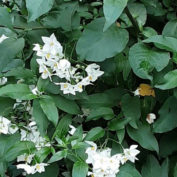 Solanum laxum Blomst