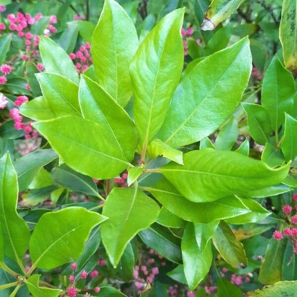 Kalmia latifolia Leaf