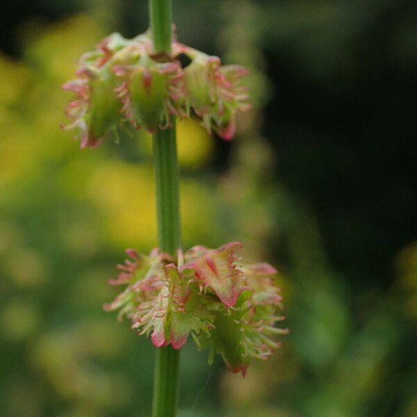 Rumex nepalensis Pokrój