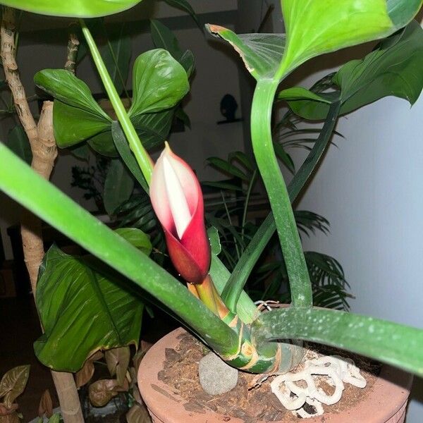 Philodendron martianum Flower