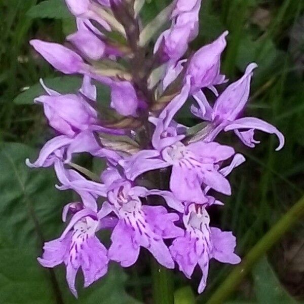 Dactylorhiza fuchsii Flower