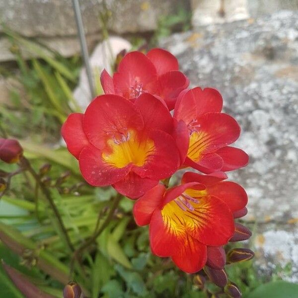 Freesia × kewensis Blüte