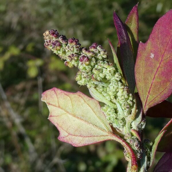 Chenopodiastrum murale Blad