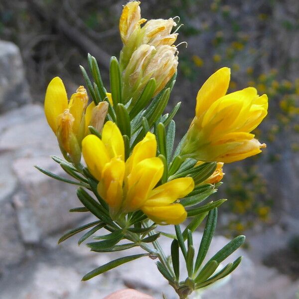 Genista linifolia Flower