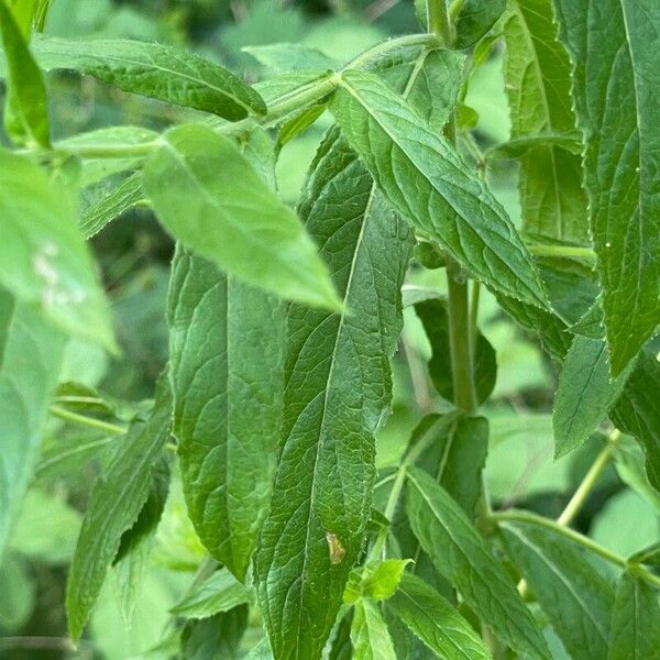 Epilobium hirsutum Blad