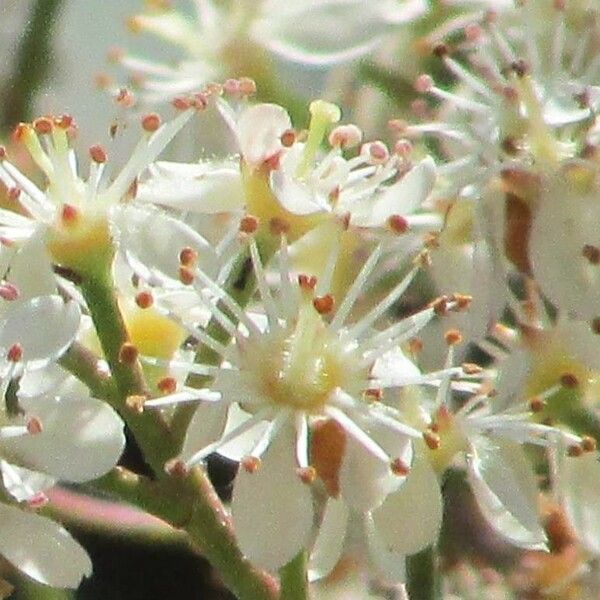 Prunus brasiliensis