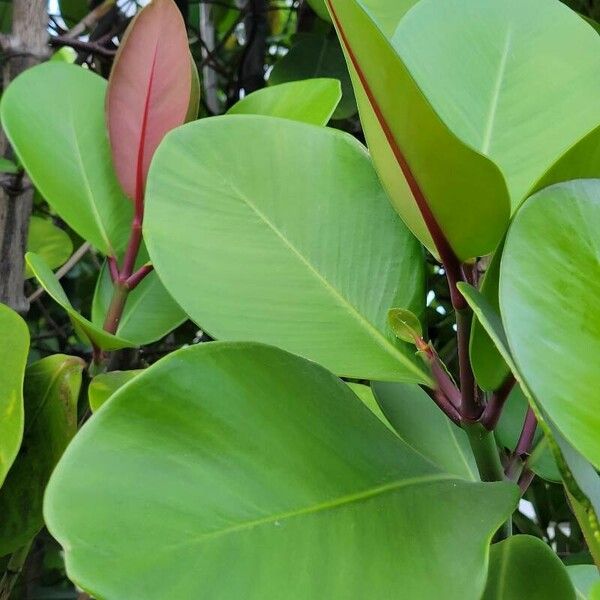 Sonneratia alba Leaf