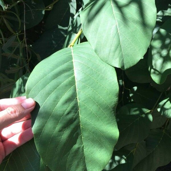 Annona senegalensis Blad