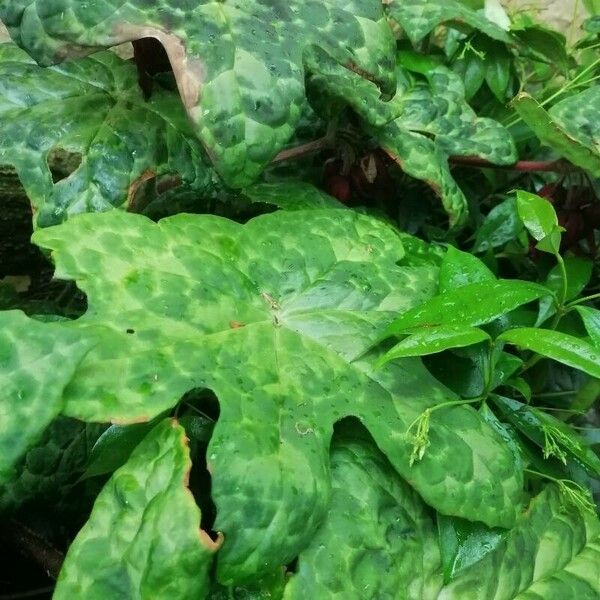 Podophyllum cv. 'Kaleidoscope' Hoja