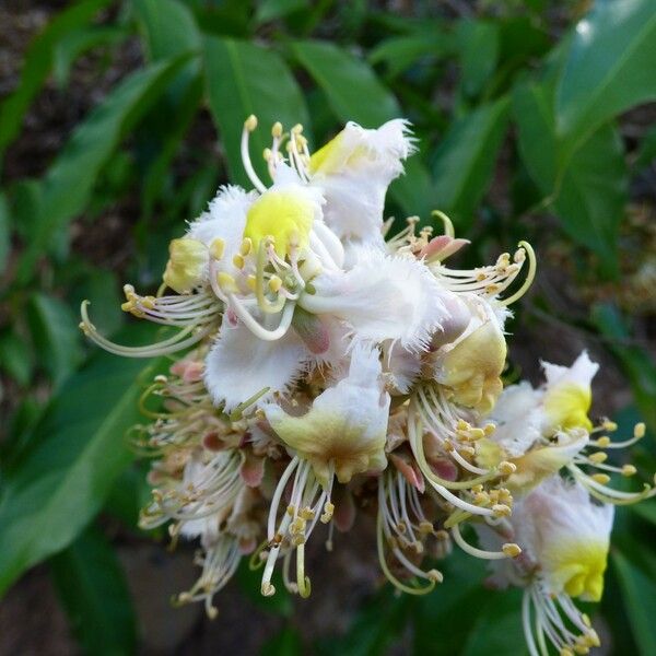 Hiptage benghalensis Virág