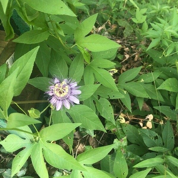 Passiflora incarnata 花