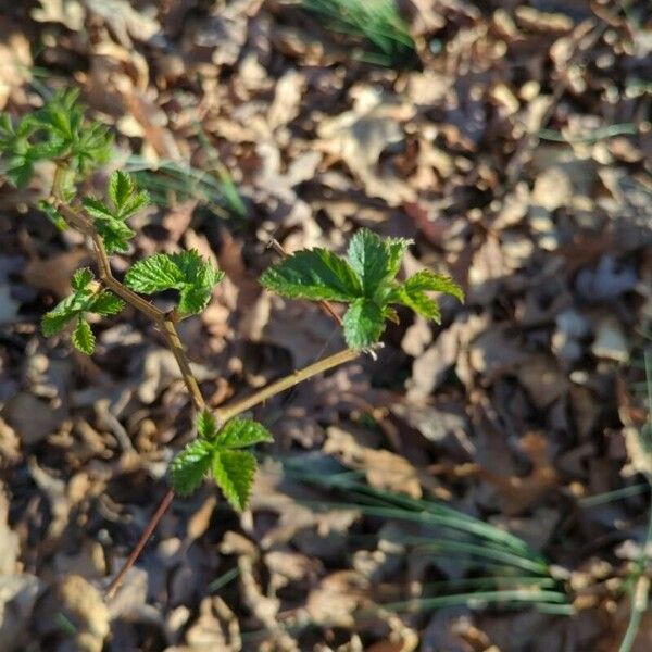 Rubus argutus Leaf