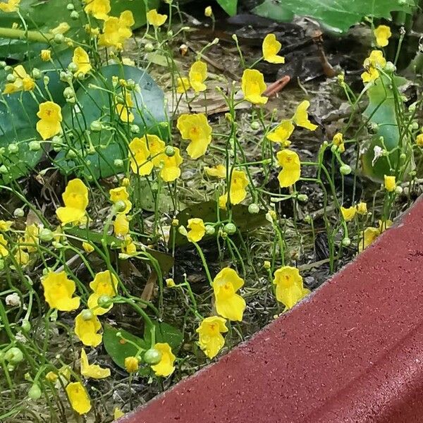 Utricularia gibba Flower