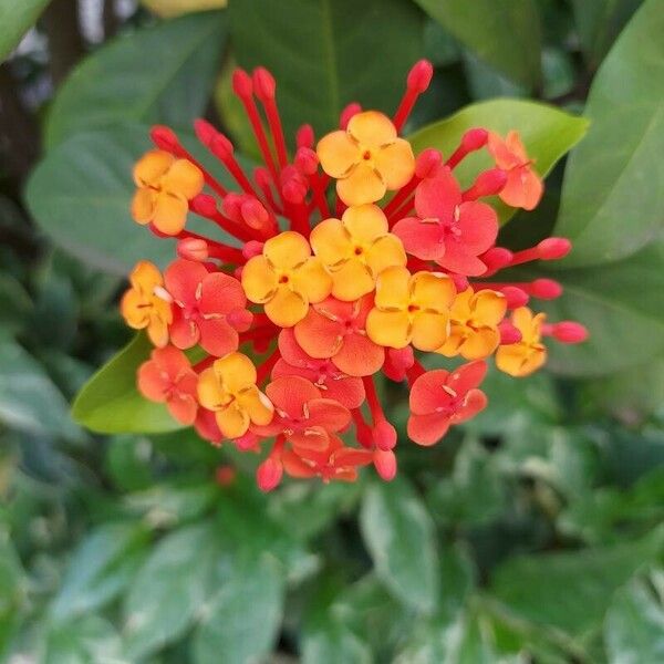 Ixora chinensis Цветок