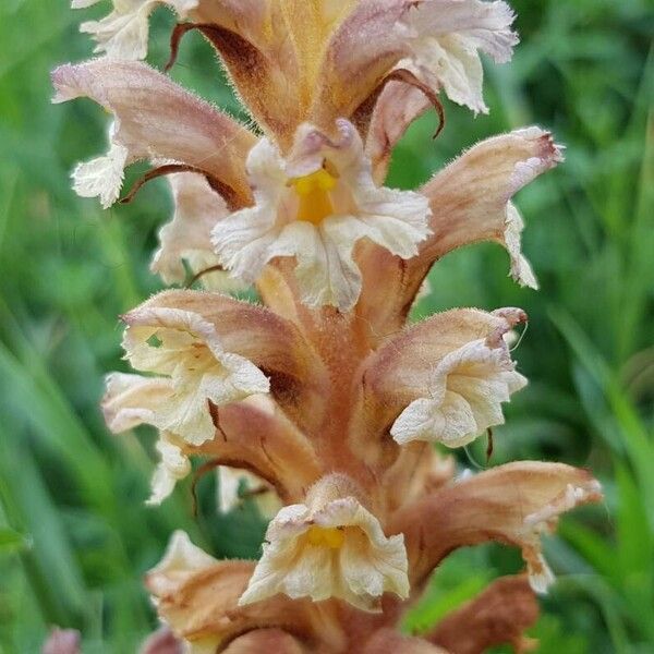 Orobanche lutea Bloem