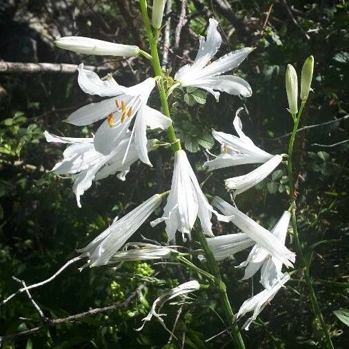 Paradisea liliastrum Flower