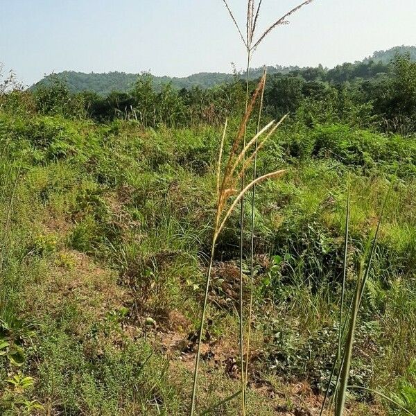 Paspalum urvillei Blomma