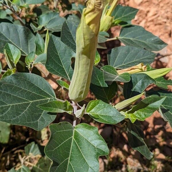 Datura wrightii 花