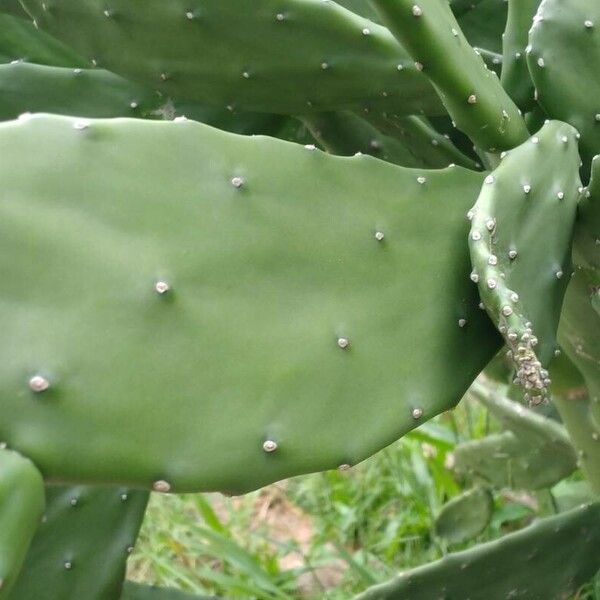 Opuntia cochenillifera Лист