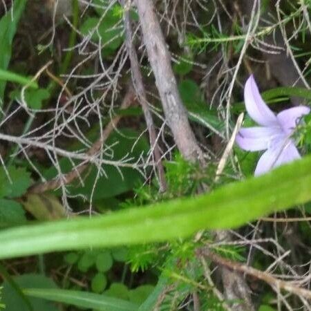 Campanula rapunculus Blatt