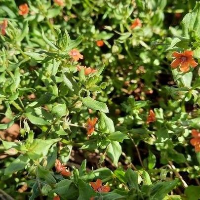 Lysimachia arvensis Fiore