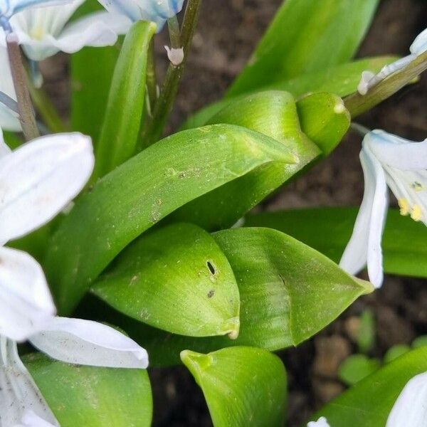 Scilla mischtschenkoana Leaf