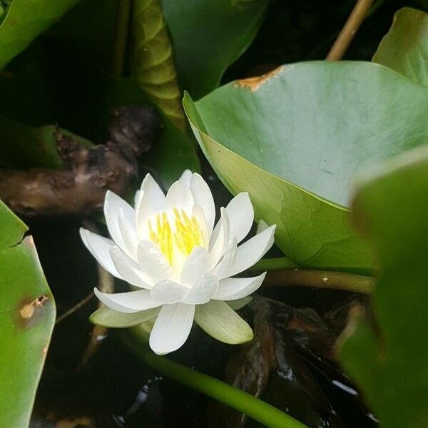 Nymphaea odorata Blomma