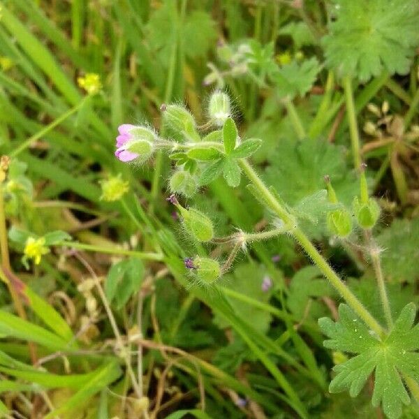 Geranium molle Fruit