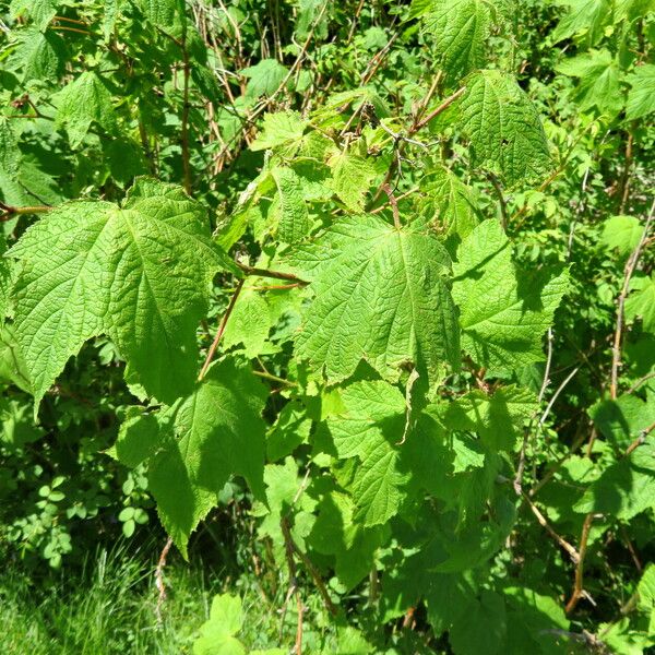 Rubus odoratus Habitat