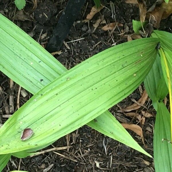 Calanthe triplicata Leaf